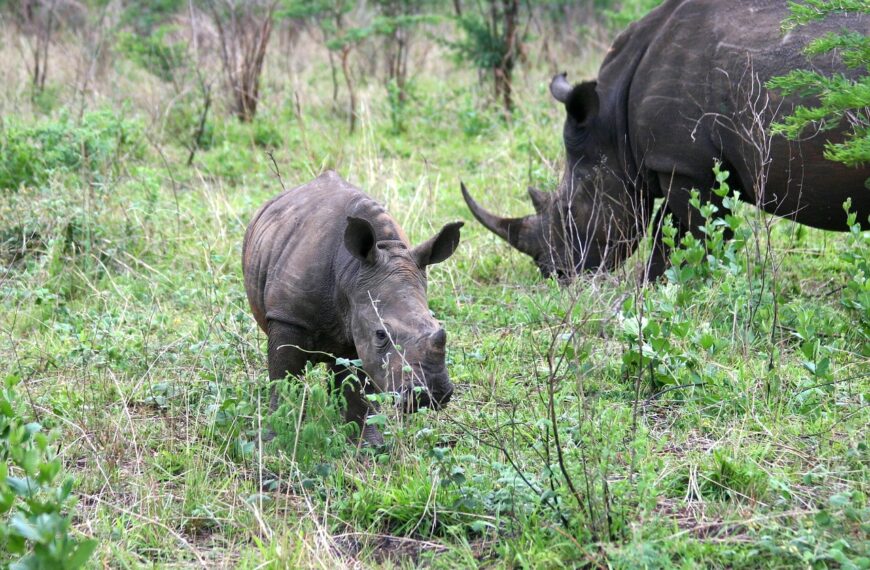 Rhinos in the Phase of Extinction, World needs to be Careful