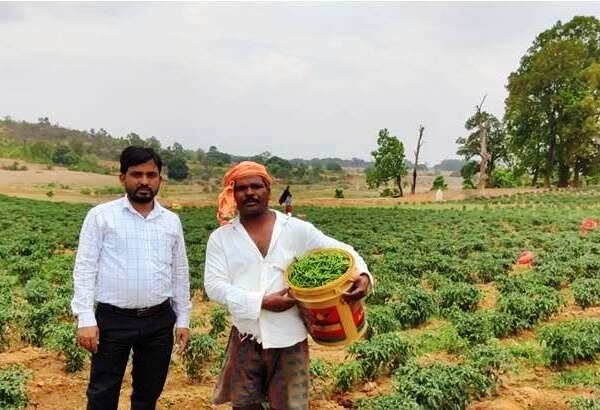 मिर्च की बम्पर पैदावार से अमलू के आय में हुई बढ़ोत्तरी, कृषक हुए प्रोत्साहित