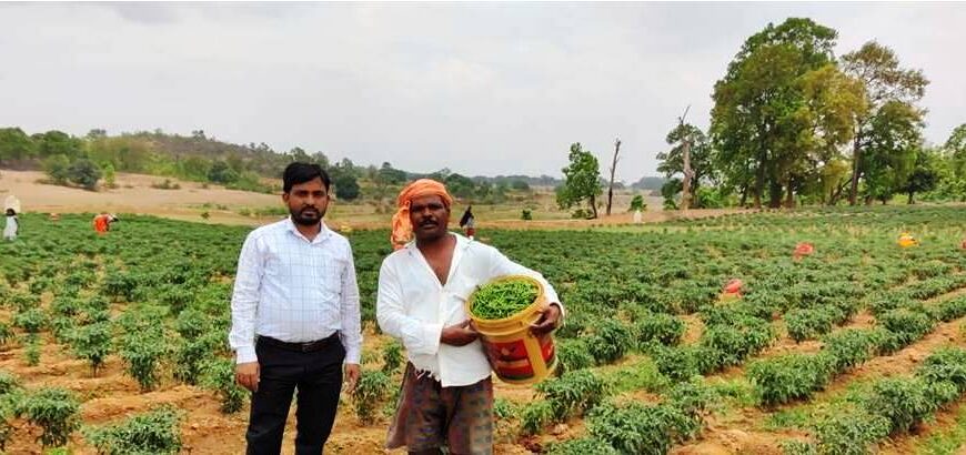 मिर्च की बम्पर पैदावार से अमलू के आय में हुई बढ़ोत्तरी, कृषक हुए प्रोत्साहित