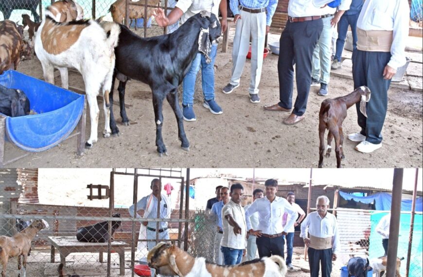 शासन की योजना से पशुपालकों के समृद्धि की राह हुई आसान, बकरीपालन कर कुलदीप बना लखपति