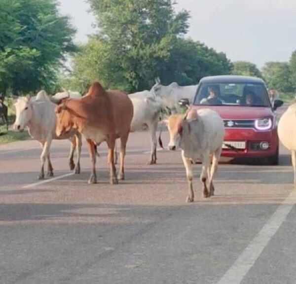 खुले में मवेशी : पूर्व मुख्यमंत्री बघेल ने कहा – 15 अगस्त तक की चेतावनी, 16 को मवेशियों के साथ प्रदर्शन, भाजपा ने कहा – समस्या के लिए पूर्व की कांग्रेस सरकार जिम्मेदार