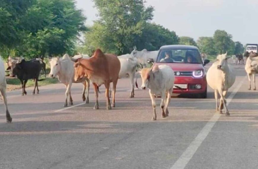 खुले में मवेशी : पूर्व मुख्यमंत्री बघेल ने कहा – 15 अगस्त तक की चेतावनी, 16 को मवेशियों के साथ प्रदर्शन, भाजपा ने कहा – समस्या के लिए पूर्व की कांग्रेस सरकार जिम्मेदार