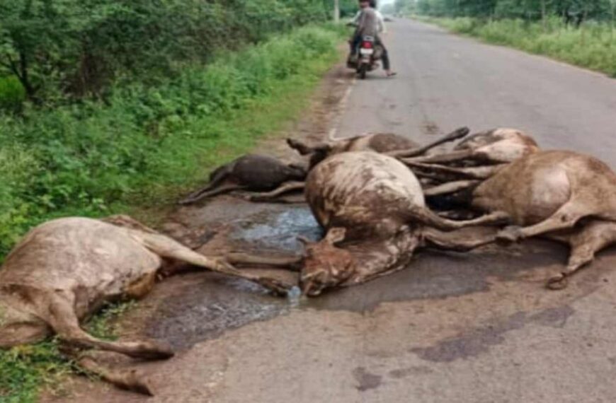 सड़क किनारे फिर मृत मिले 22 मवेशी, दम घुटने से हुई है मौत, गौवंश की सुरक्षा व्यवस्था पर उठ रहे सवाल