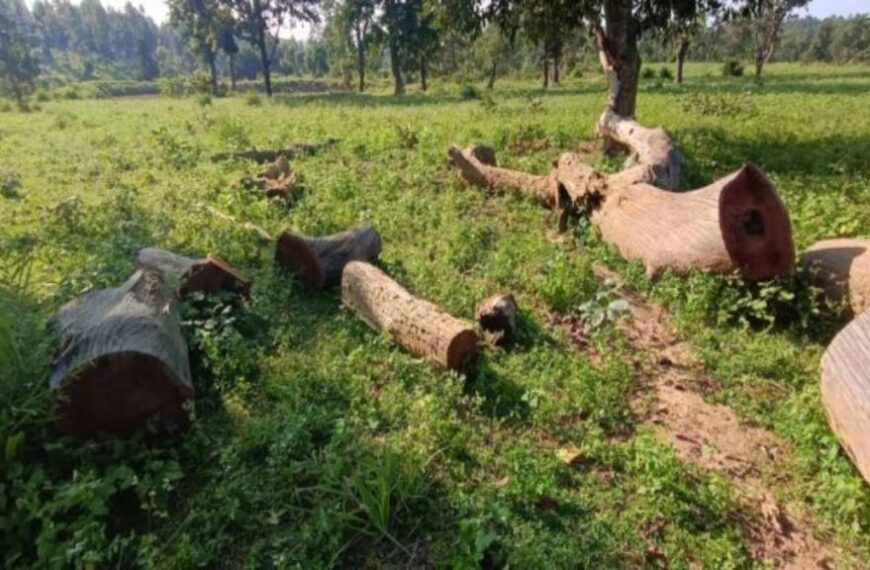 पेड़ों की अवैध कटाई रोकने में वनरक्षक नाकाम, दो बीट गॉर्ड निलंबित