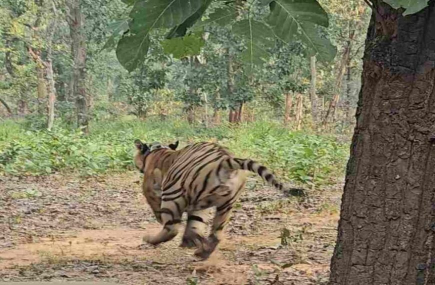 तमोर पिंगला टायगर रिजर्व में गूंजेगी रेस्क्यू किए गए बाघ की दहाड़, सीएम साय ने कहा – बाघों के संरक्षण के लिए काम कर रही सरकार