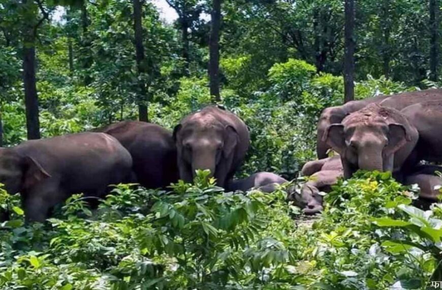 ग्रामीण इलाके में पहुंचा 35 हाथियों का दल, कड़कड़ाती ठंड में रात भर जागने पर लोग मजबूर