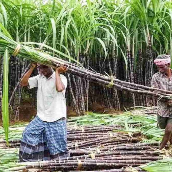 भोरमदेव शक्कर कारखाना ने गन्ना किसानों को 6.52 करोड़ का किया भुगतान