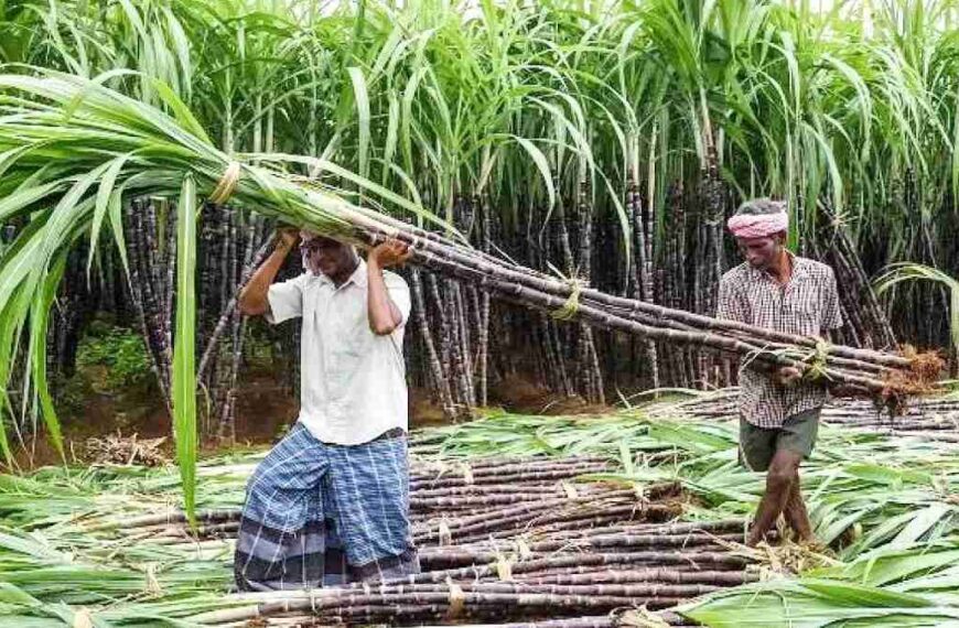 भोरमदेव शक्कर कारखाना ने गन्ना किसानों को 6.52 करोड़ का किया भुगतान