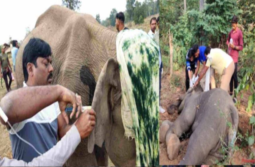 हाथी शावक ‘अघन’ की हुई मौत, पोटाश बम से हुआ था घायल, ठीक होते ही मां से मिलाने की थी तैयारी