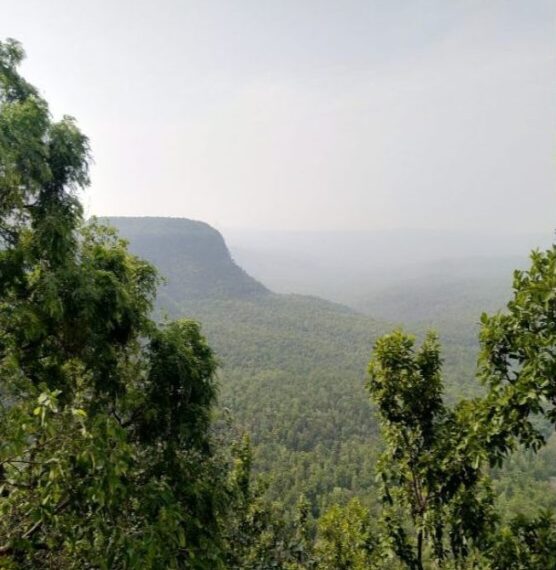 भारतीय वन सर्वेक्षण रिपोर्ट के अनुसार छत्तीसगढ़ ने वन एवं वृक्ष आवरण वृद्धि में देश में प्राप्त किया प्रथम स्थान