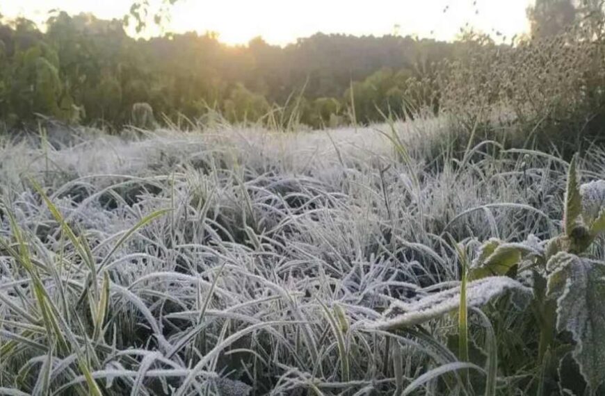 छत्तीसगढ़ में कड़ाके की ठंड, पत्तों पर जमी बर्फ की चादर, रात का पारा 3 डिग्री से नीचे गिरा, 12 जिलों में शीतलहर का यलो अलर्ट…