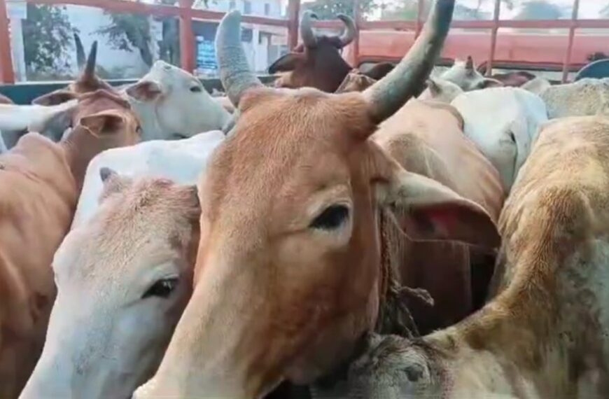 गौ तस्करी के खिलाफ पुलिस की बड़ी कार्रवाई, घेराबंदी कर 30 गायों का किया रेस्क्यू, आरोपी फरार…