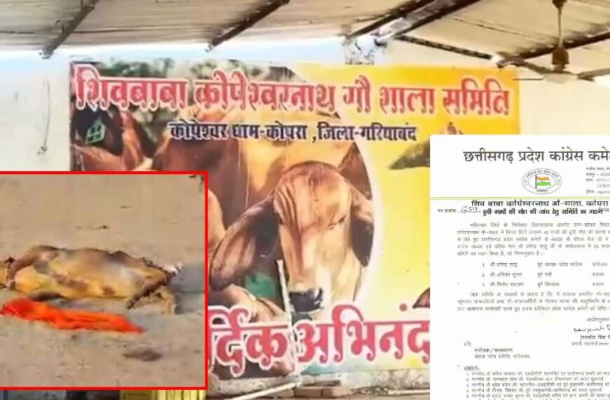 गौशाला में गायों की मौत : कांग्रेस ने बनाई तीन सदस्यीय जांच समिति, वरिष्ठ नेता धनेंद्र साहू को बनाए गए संयोजक