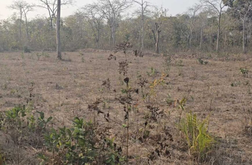 वन विभाग की लापरवाही: जंगलों में नहीं रुक रही वृक्षों अवैध कटाई, DFO बोले- जांच के बाद की जाएगी कार्रवाई…