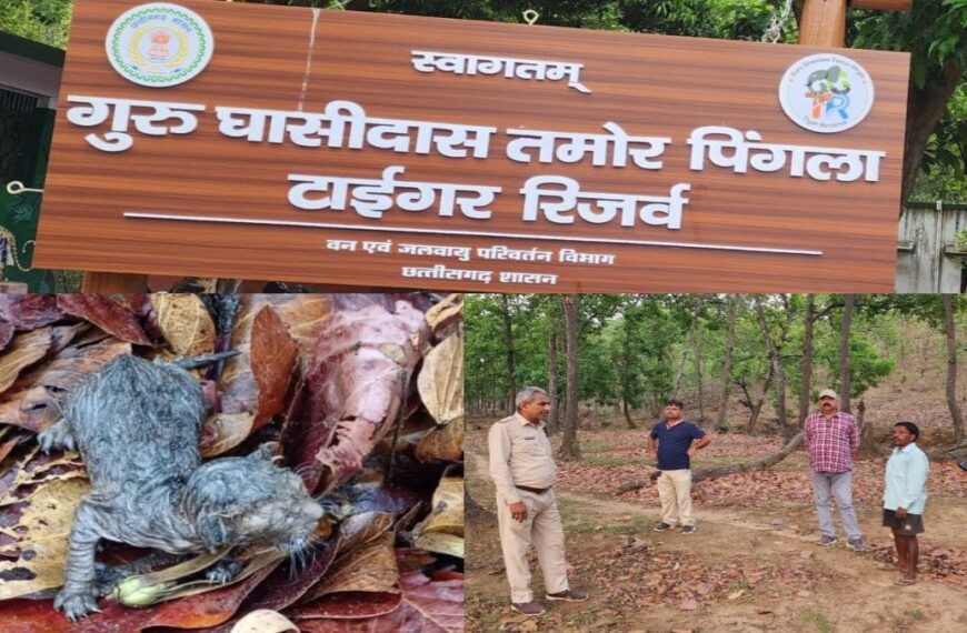 गुरु घासीदास टाइगर रिजर्व : बाघिन ने दो नन्हें शावकों को दिया जन्म, वन विभाग ने बढ़ाई निगरानी