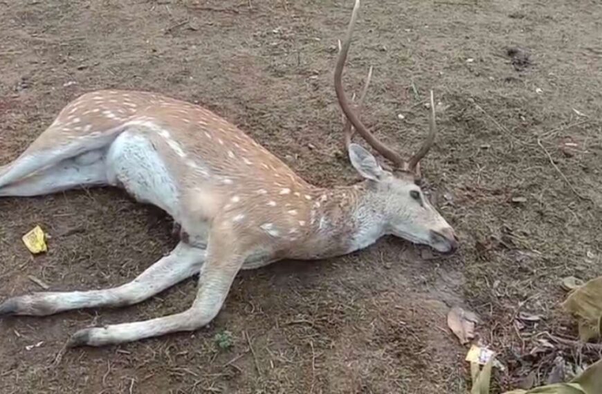 ठंडे बस्ते में डियर पार्क योजना: पानी के तलाश में रिहायशी इलाके में पहुंचा चीतल, कुत्तों ने किया हमला, इलाज के अभाव में हुई मौत…