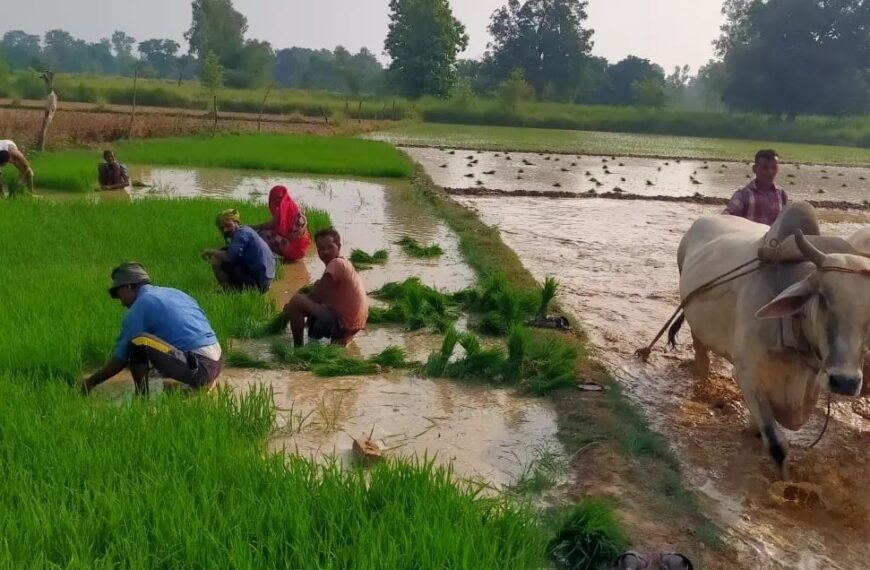 खेती-किसानी के कार्य ने पकड़ी रफ्तार, 36 लाख हेक्टेयर में बोनी के साथ 75 प्रतिशत लक्ष्य हुआ हासिल…