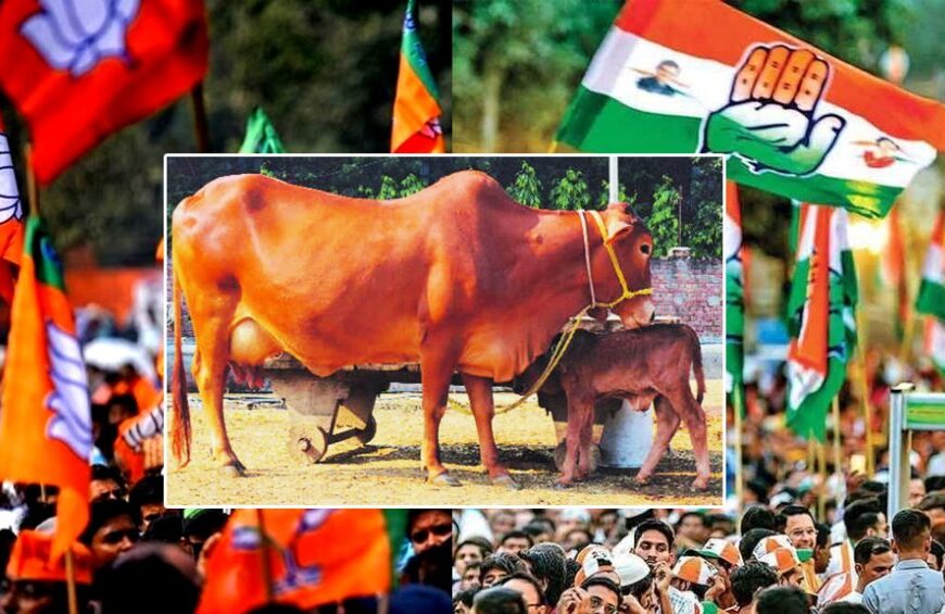साहीवाल गाय पर सियासत: आदिवासी महिलाओं के लिए योजना या राजनीतिक दांव? कांग्रेस-बीजेपी में जुबानी जंग तेज