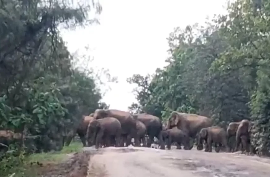 सड़क पर एक साथ दिखा 70 से अधिक हाथियों का झुंड