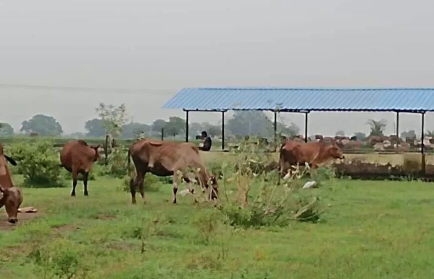 मवेशियों को सड़क से हटाने की कार्रवाई सतत जारी