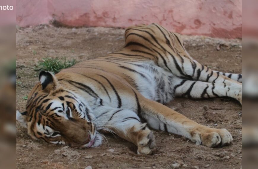 कानन पेंडारी जू ने खोया एक और सदस्य… बाघिन रागिनी की हुई मौत