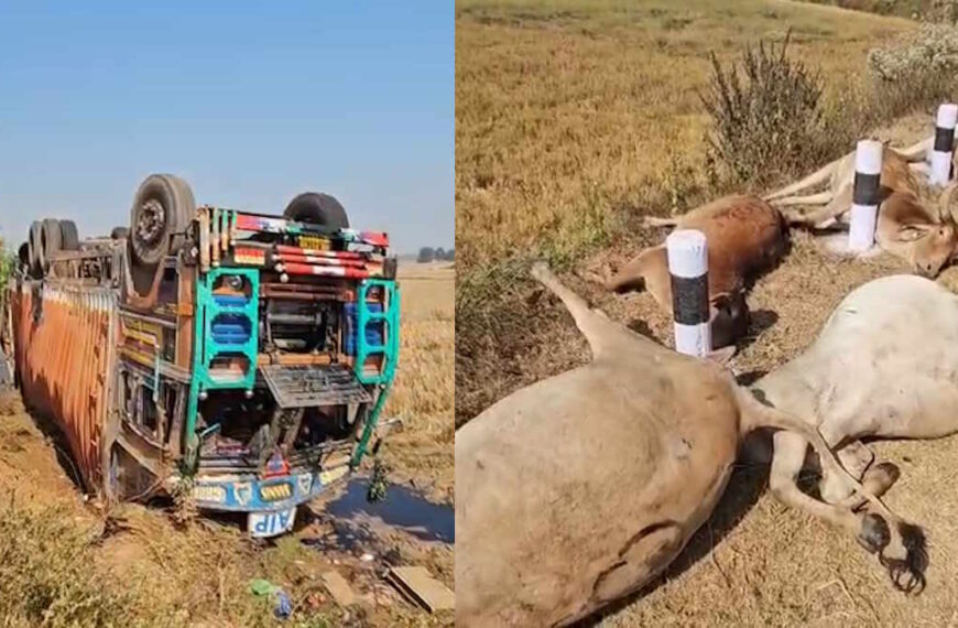 मवेशियों से भरा कंटेनर पलटा, 50 से अधिक गायों की हुई दर्दनाक मौत