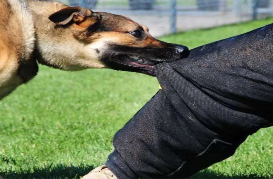 पूर्व महापौर के बेटे को आवारा कुत्तों ने काटा, प्रमोद दुबे ने कहा – सिर्फ कागजों पर चल रही योजनाएं