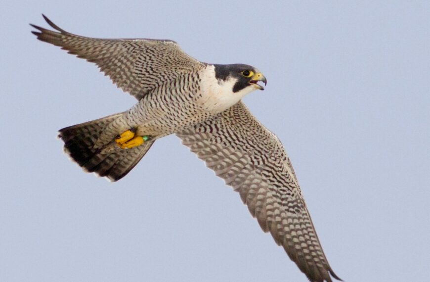 आसमान का चीता कहा जाने वाला पक्षी पेरेग्रीन फाल्कन दिखा उदंती-सीतानदी टाइगर रिजर्व में