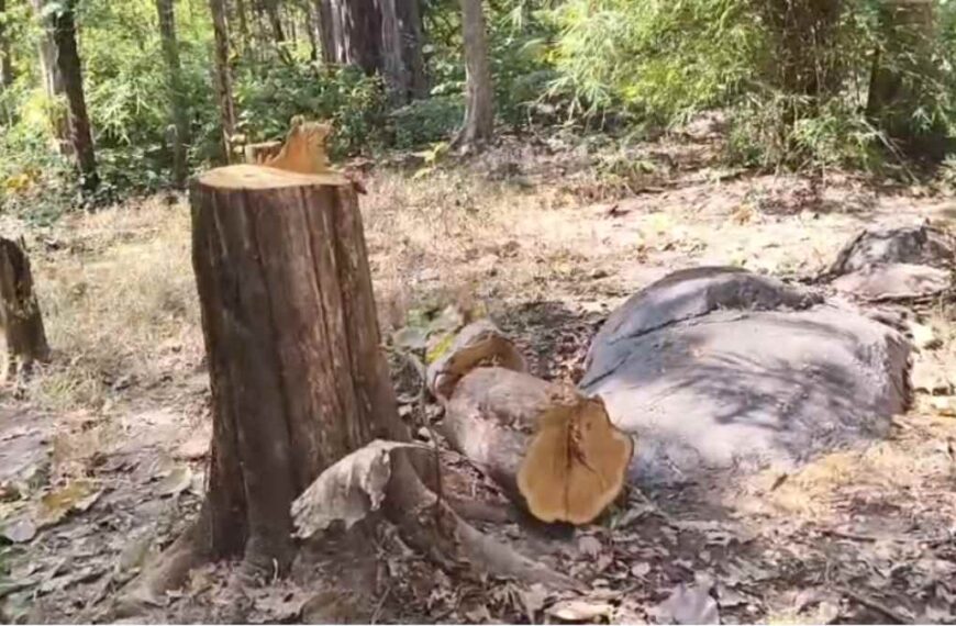 छत्तीसगढ़ में सागौन तस्करों के हौसले बुलंद, जंगल से बड़ी संख्या में काटे गए पेड़, DFO ने फॉरेस्ट गार्ड को किया निलंबित, जांच टीम भी गठित