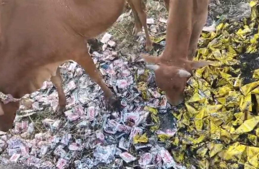 गौवंश की जान से खिलवाड़: गौठान के करीब खुले में फेके गए एक्पायर्ड सॉफ्ट ड्रिंक्स, पशु प्रेमियों ने जताया आक्रोश