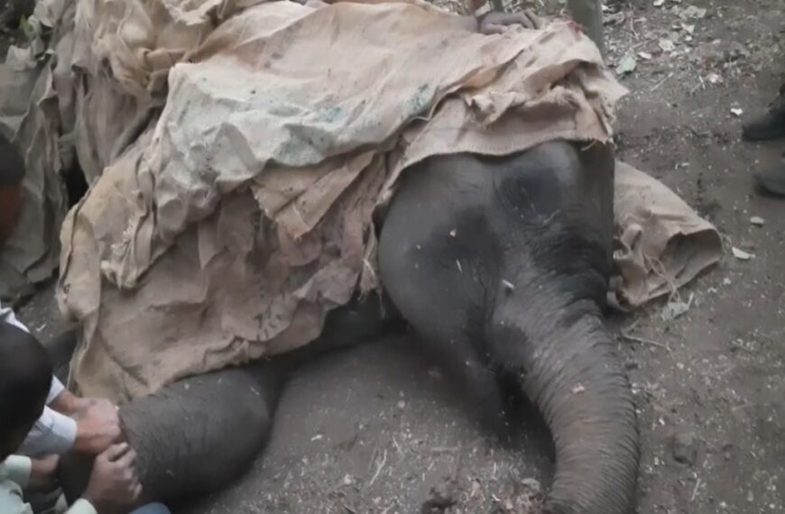 ओडिशा से भटककर छत्तीसगढ़ आई बीमार हथिनी की मौत, 7 दिन तक चला इलाज, USTR में किया गया अंतिम संस्कार