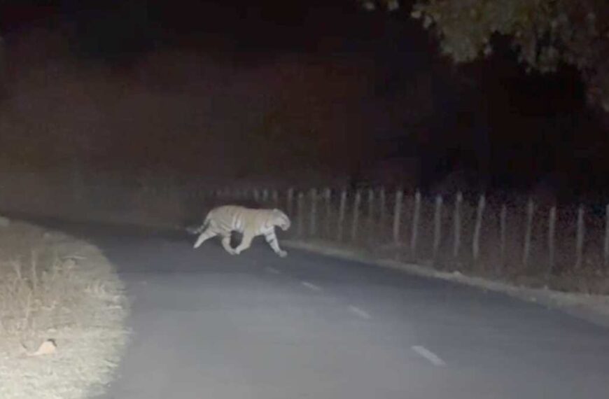 अमरकंटक इलाके में दिखा बाघ, रास्ते से गुजरते वक्त शिक्षक ने बनाया वीडियो