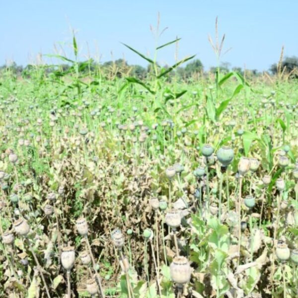 भाजपा नेता के खेत से 8 करोड़ का अफीम जब्त, मक्के के बीच पांच एकड़ से अधिक में उगाई थी फसल