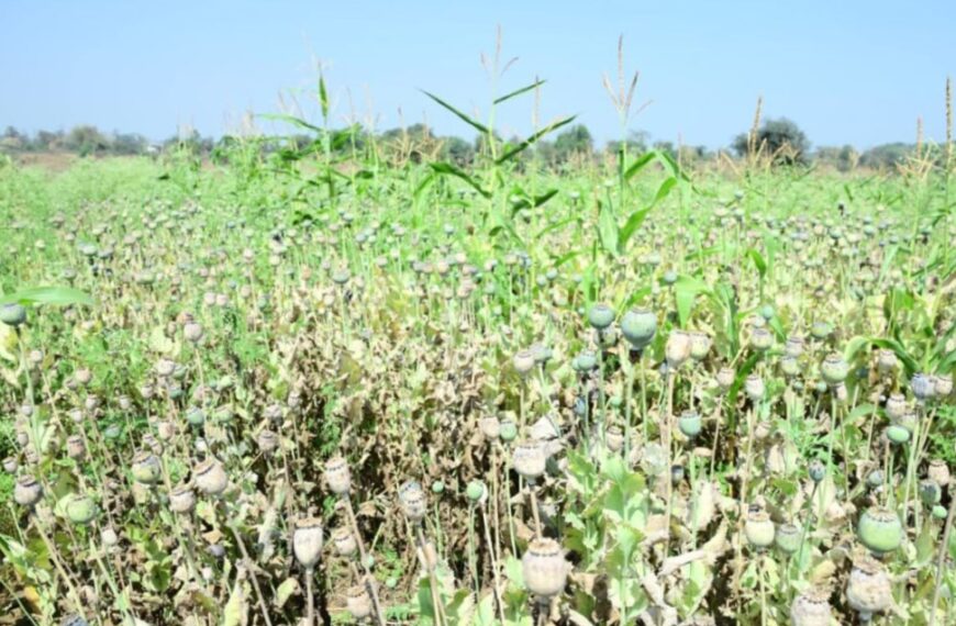 भाजपा नेता के खेत से 8 करोड़ का अफीम जब्त, मक्के के बीच पांच एकड़ से अधिक में उगाई थी फसल