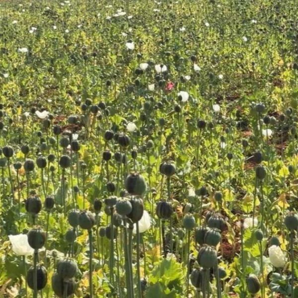 बलरामपुर में फिर मिली अवैध अफीम की खेती, प्रशासन में हड़कंप, सीमावर्ती गांवों में बढ़ाई गई सर्चिंग