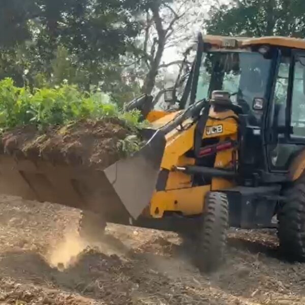 दुर्ग में 5 एकड़ में अवैध अफीम की खेती का खुलासा, पौधे उखाड़ने की कार्रवाई शुरू