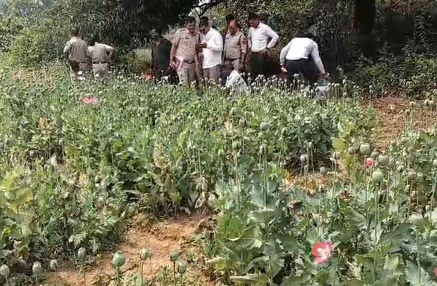 दुर्ग, बलरामपुर के बाद अब रायगढ़ में पकड़ी गई अफीम की खेती, पुलिस हिरासत में झारखंड का एक आरोपी