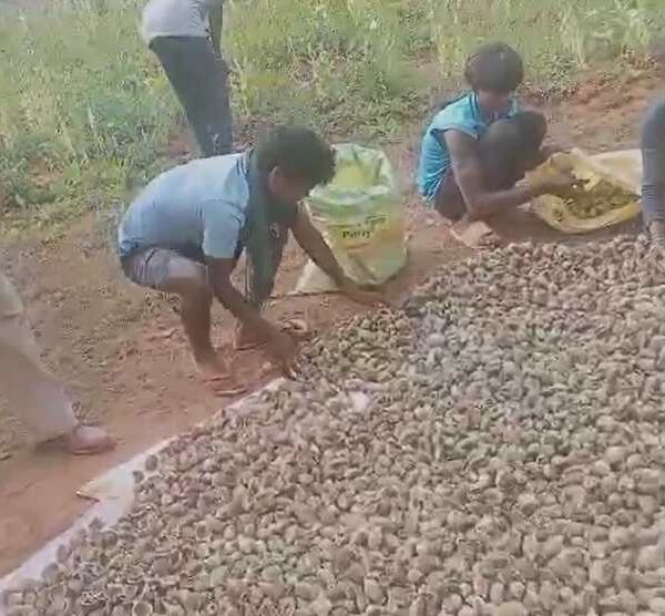 दुर्ग के बाद अब बलरामपुर में अफीम खेती का मामला सामने आया