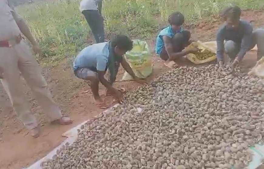 दुर्ग के बाद अब बलरामपुर में अफीम खेती का मामला सामने आया