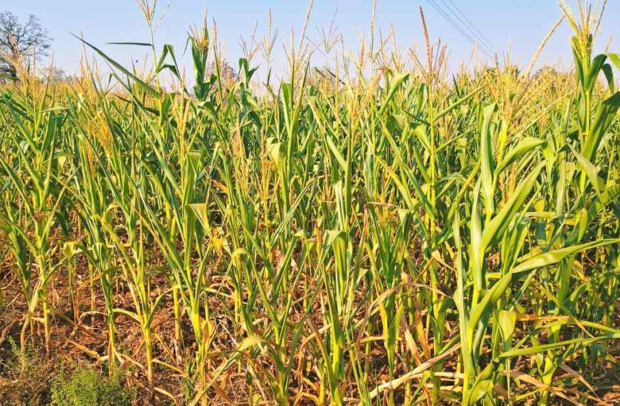 एक हफ्ते से बिजली की आंख-मिचौली, मक्के की फसल पर संकट